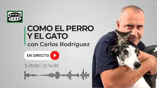 Como el Perro y el Gato 16/09/2023