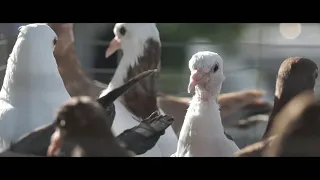 #freedom Майк Тайсон и голуби,  из биографии великого бойца (прочти в описании)