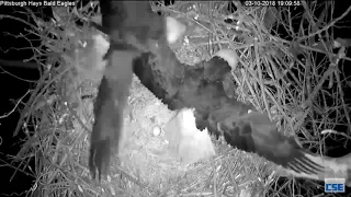 Hays Nest - Hays Eagles - Raccoon Intruder Causes A Flap - 3-10-18