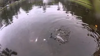 Fish & Turtles with the GoPro