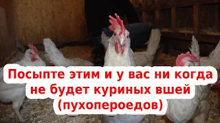 🐔 обрабатываем кур от вшей, пухопероедов и клещей