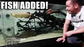 ADDING FISH TO THE 2,000G AQUARIUM