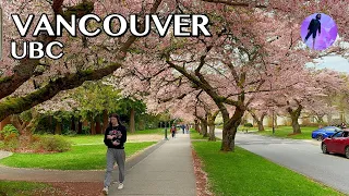 2024 🌸 Relaxing UBC Cherry Blossoms Spring Walk -Vancouver | 4K