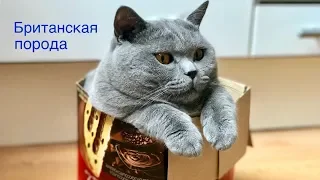 Насколько ЛЮБОПЫТНЫ британские КОТЫ?  Смешные моменты / BRITISH CAT HARRY