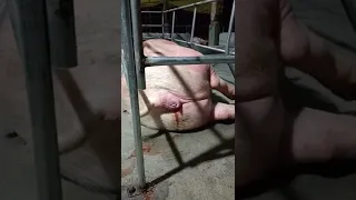 how mama pig giving birth?