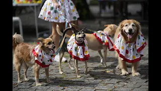 ОГО! Карнавал в Ріо. Парад собак! Brazil's dog carnival parade