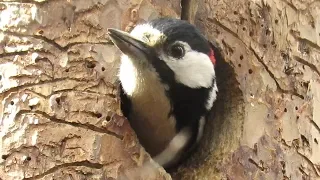 Дятел делает дупло весной, Woodpecker makes a hollow in the spring