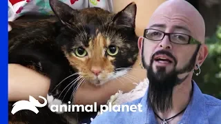 Cat with PTSD is Reformed | My Cat From Hell