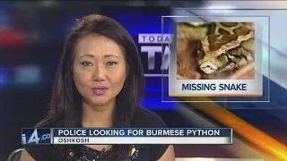 10-foot python on the loose in Oshkosh