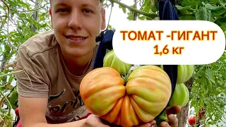 🍅САМЫЙ КРУПНЫЙ ТОМАТ🍅 В КОЛЛЕКЦИИ| ГИГАНТ ФАРИНА|💥