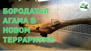 Бородатая агама в новом террариуме