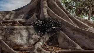 POEMA EL ARBOL ALEJANDRO ROJAS SALAZAR