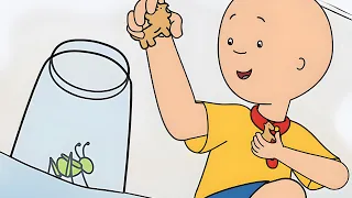 Grilo de Caillou / Dilema do cachorro / A questão da aranha | Clássicos Caillou