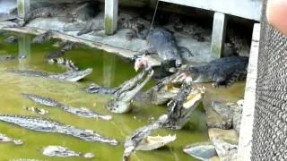 Кормление крокодилов / Feeding crocodiles