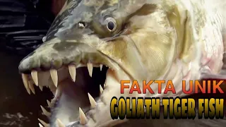 FAKTA UNIK GOLIATH TIGER FISH