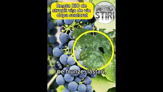 Rețeta BIO de stropit cu zeama bordeleza pentru vița de vie dupa scuturat