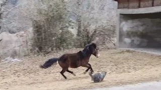 Horse vs Doggy. We've seen a live, horse  at Domkho Village. West kameng Arunachal Pradesh