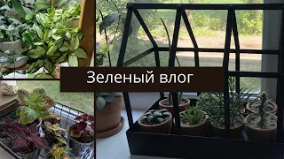 Зеленый влог. Хоечный стеллаж. Суккуленты. Посадка колеусов.