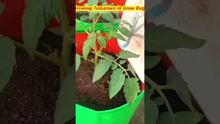 Grow tomatoes for your family with this method, you won't have to buy tomatoes anymore #shorts
