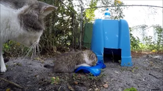 mom cat smacks baby cat