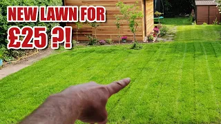 Making a NEW LAWN from scratch