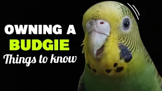 Things to know before getting a Budgie