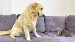 Golden Retriever Meets Tiny Kitten for the First Time!