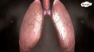 Science - Human Breathing, Respiratory System - 3D animation  - English
