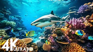 Aquarium 4K VIDEO (ULTRA HD) - Exploring the Vibrant Underwater World in Stunning 4K