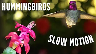 Hummingbirds in SLOW MOTION