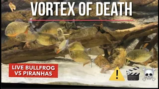 PIRANHAS VS BULLFROG LIVE FEEDING (WARNING! GRAPHIC CONTENT)