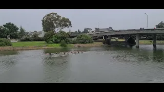 The Big Row at Redwood Shores (Cal vs. Stanford - Women's rowing, last race)