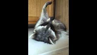 Raccoon playing .   Rosco...    fat fat