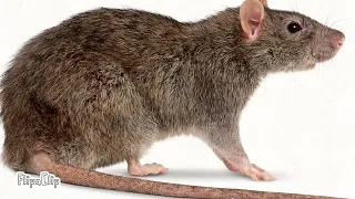 Rat speen