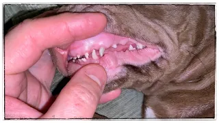 Смена зубов у щенка. Change of teeth in a puppy. Suffering. Nibbles on a bone for hours at night.