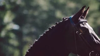 Equine Edit || Alone