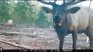 Bull elk gets nosy with camera