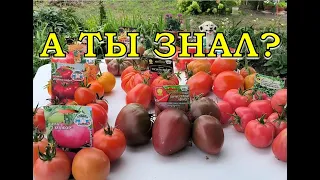 УРОЖАЙ ТОМАТОВ - 2023🍅🍅🍅 Лучшие сорта👍👍👍