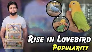 Exploring the Rise in Lovebird Popularity. #dhillonaviary ##lovebird