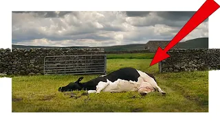 I FOUND a DEAD COW!?