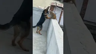 Dog vs monkey 😅
