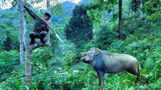 Wild Boar - Fierce - Attacking People, Making Some Boar Trap Tools, Wild, Survival Skills