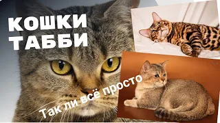 Кошки табби. А всё ли так просто?