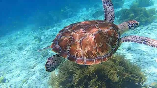 Bonaire Turtle