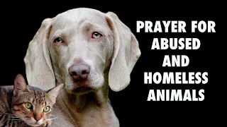 Prayer For Abused And Homeless Animals