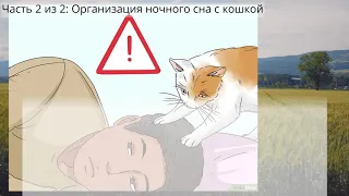 Как заставить кошку спать рядом с вами