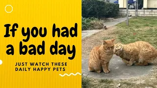 If you had a bad day, just watch these daily happy pets | Day 35