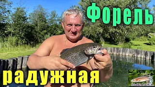 Форель радужная. Форель из пруда. Июль 2021