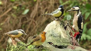 Bird Sounds Spectacular : 8 HOURS of Beautiful British Birds