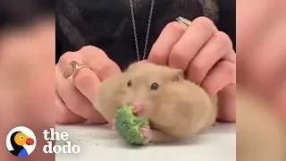 Hamsters Stuffing GIANT Foods In Their Cheeks | The Dodo